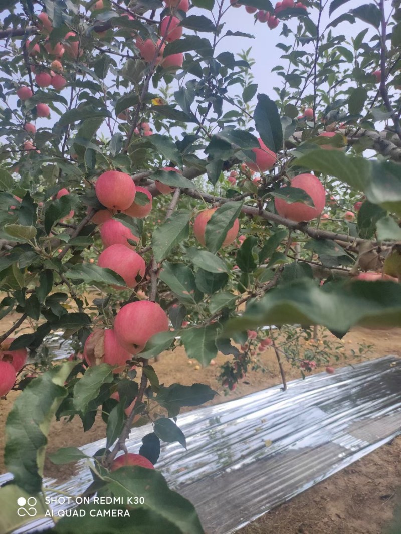 常年代办