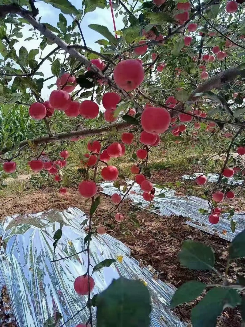 常年代办