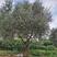 精品油橄榄树基地直供，各种规格要求都有数量多多。