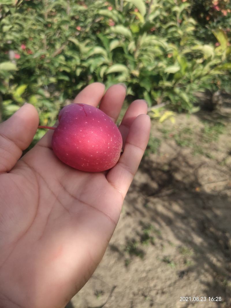 鸡心果