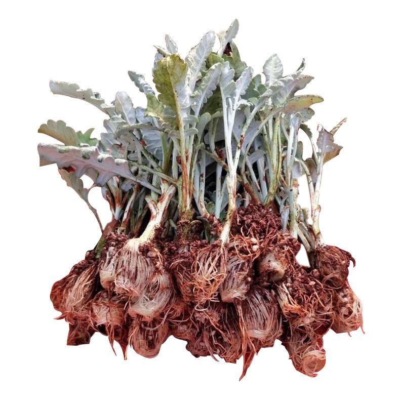盆栽银叶菊菊花苗盆栽种植，鲜切花，绿化