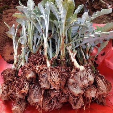 盆栽银叶菊菊花苗盆栽种植，鲜切花，绿化