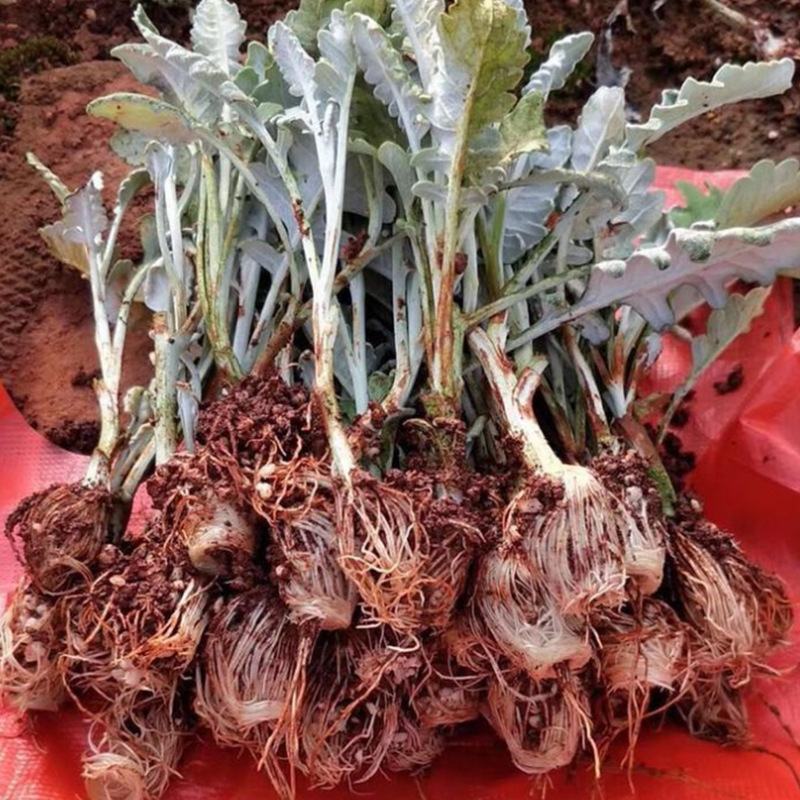 盆栽银叶菊菊花苗盆栽种植，鲜切花，绿化