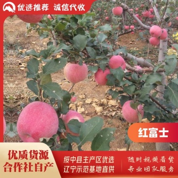绥中县红富士苹果基地,色好口感好皮毛亮,商超市场电商直供