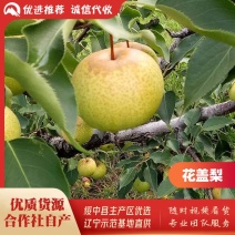 绥中县花盖梨基地，秋分后上市，光果，合作社自产优质货源