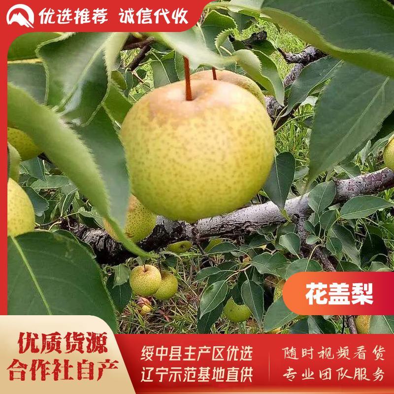 绥中县花盖梨基地，秋分后上市，光果，合作社自产优质货源