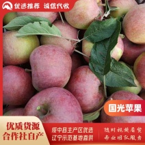 绥中县国光苹果基地，10月中旬上市65起步优质货源供商超
