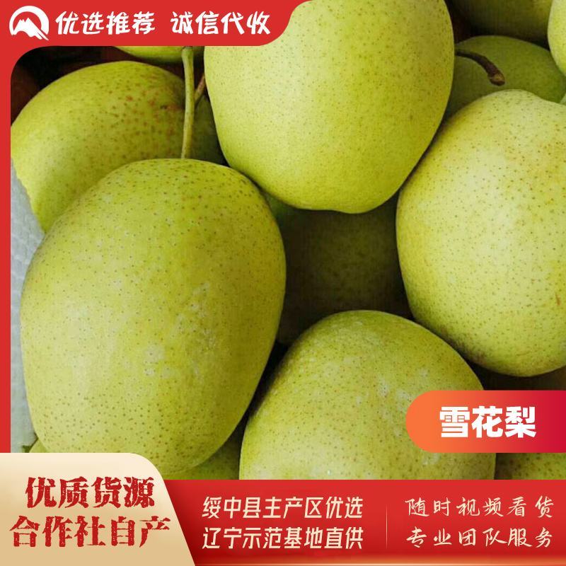 绥中雪花梨基地，8月末上市合作社自产，优质货源，产地直供