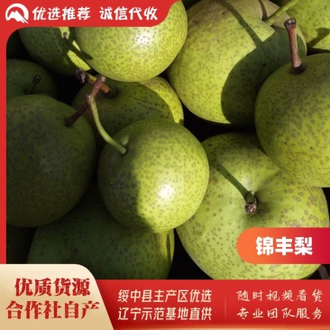 绥中锦丰梨基地,8月末上市,合作社自产,优质货源产地直供
