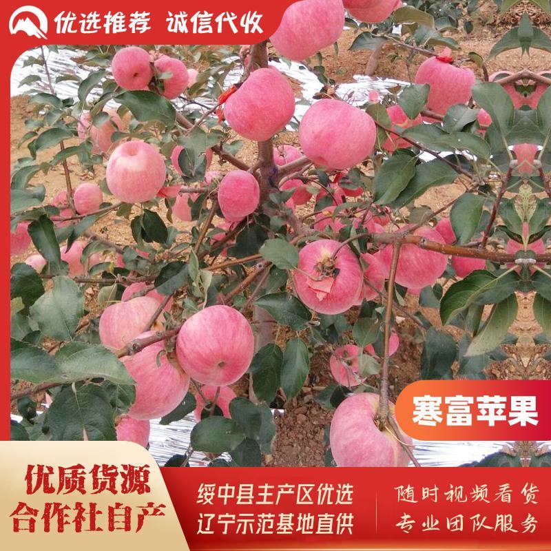 绥中县寒富苹果基地，质优价廉，商超直采基地，诚信实力代办