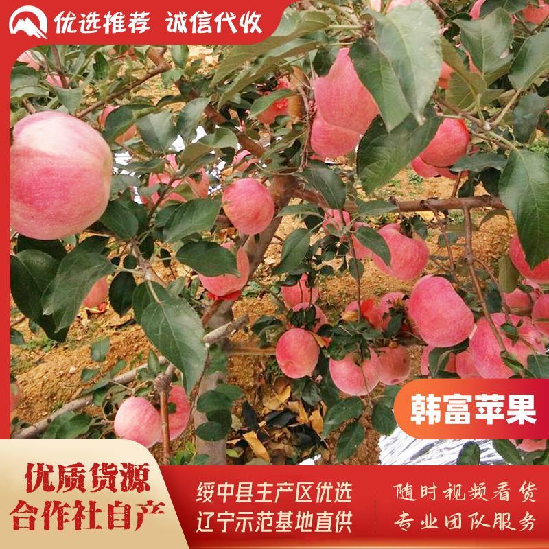 绥中县韩富苹果基地，现大量上市，口感好，皮毛亮，诚信代收