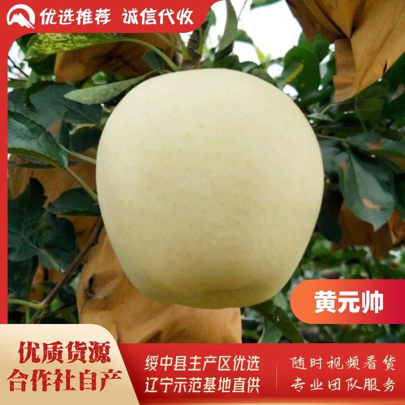 绥中县黄元帅苹果基地，75起步纸袋，优质的货源，诚信代收