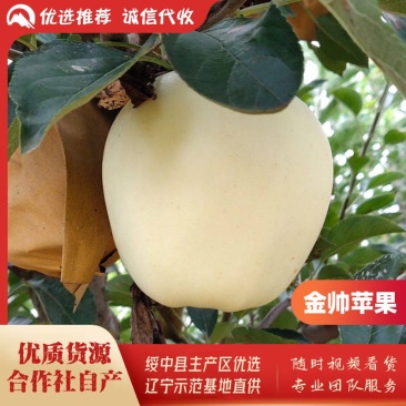 绥中县金帅苹果基地,上市热销中,75起步纸袋,全优质货源