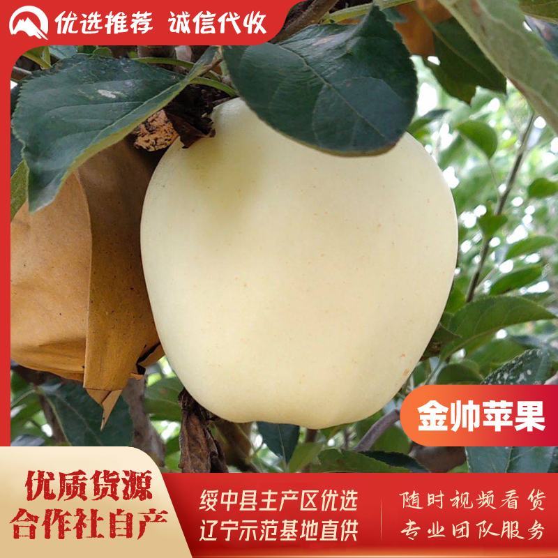 绥中县金帅苹果基地，上市热销中，75起步纸袋，全优质货源