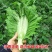 宽帮青菜种子耐寒包包菜腌渍泡菜酸菜鱼秋季四川特色芥菜种子