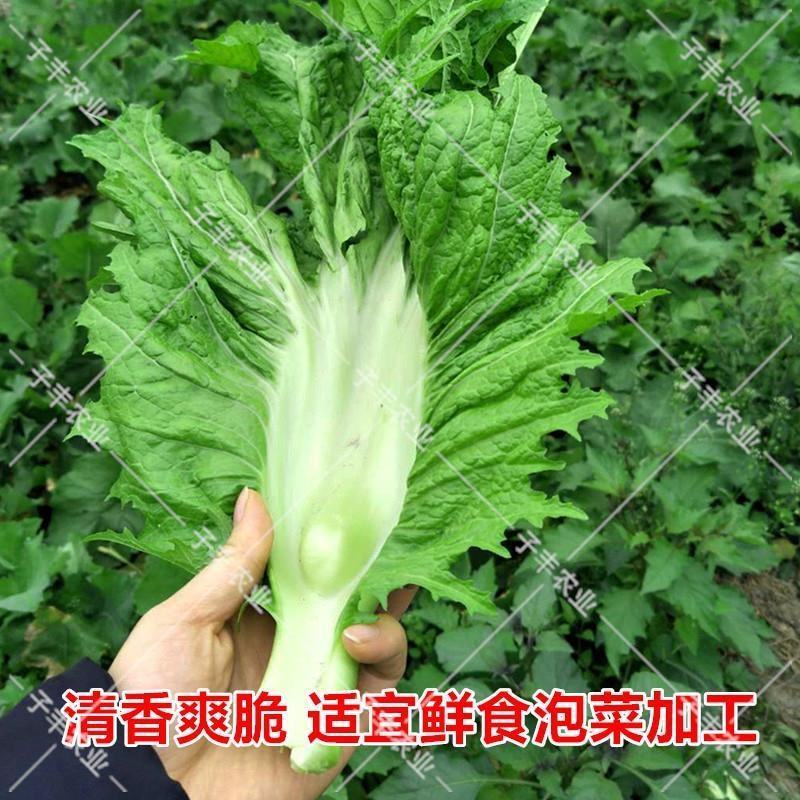 宽帮青菜种子耐寒包包菜腌渍泡菜酸菜鱼秋季四川特色芥菜种子