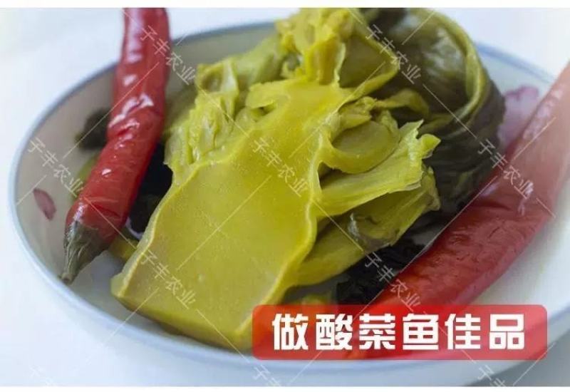 宽帮青菜种子耐寒包包菜腌渍泡菜酸菜鱼秋季四川特色芥菜种子