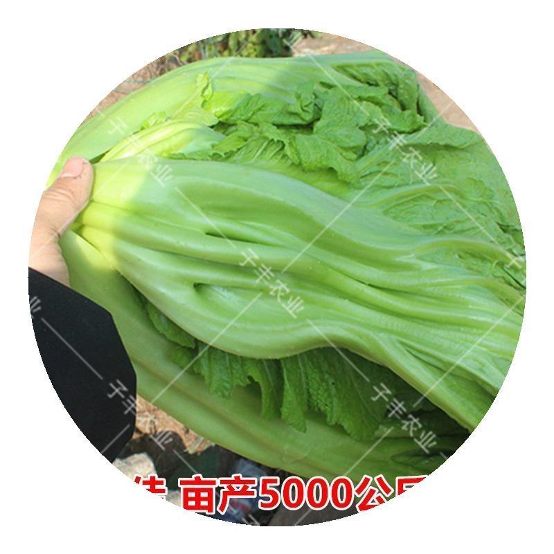 宽帮青菜种子耐寒包包菜腌渍泡菜酸菜鱼秋季四川特色芥菜种子