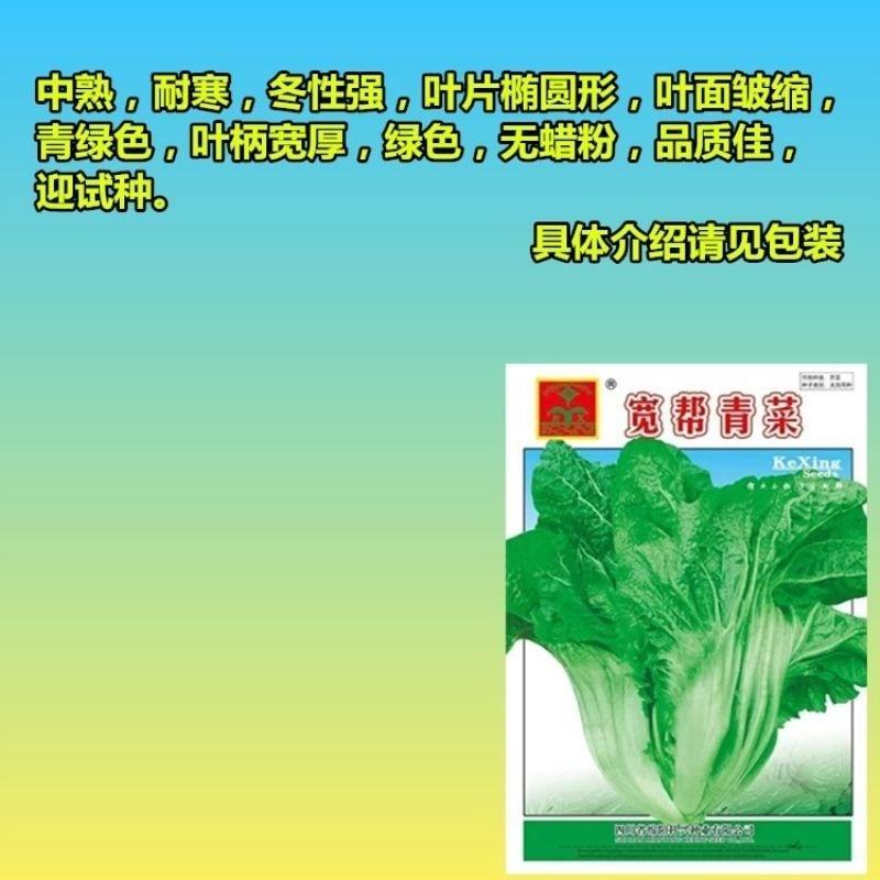 宽帮青菜种子耐寒包包菜腌渍泡菜酸菜鱼秋季四川特色芥菜种子