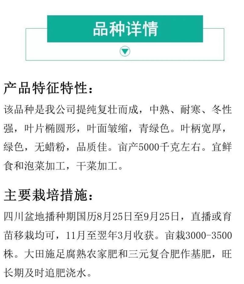 宽帮青菜种子耐寒包包菜腌渍泡菜酸菜鱼秋季四川特色芥菜种子