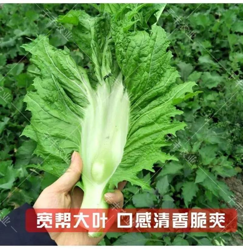 宽帮青菜种子耐寒包包菜腌渍泡菜酸菜鱼秋季四川特色芥菜种子