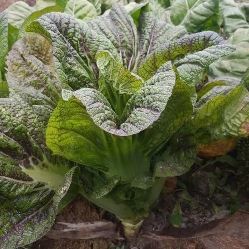 紫红青菜种子红筋青菜四川芥菜种孑宽帮青菜腌制泡酸菜秋季蔬