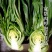 宽帮青菜种子耐寒包包菜腌渍泡菜酸菜鱼秋季四川特色芥菜种子