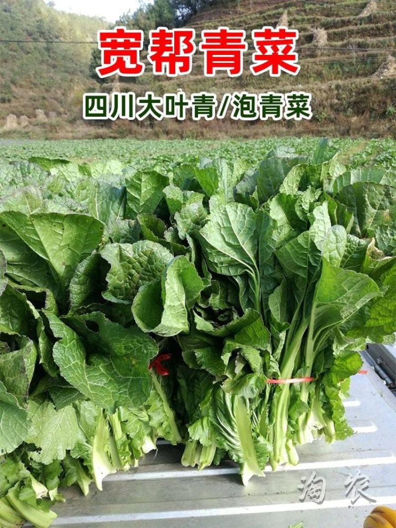 宽帮青菜种子耐寒包包菜腌渍泡菜酸菜鱼秋季四川特色芥菜种子