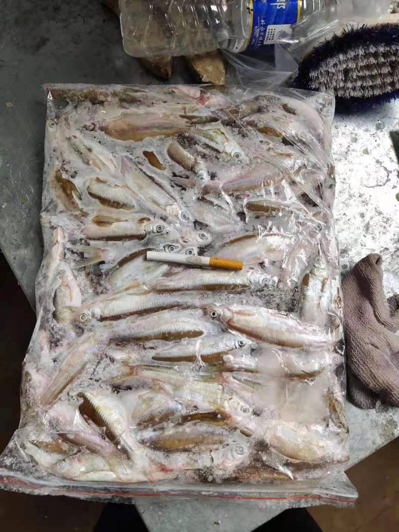 精品扒肚速冻白条鱼