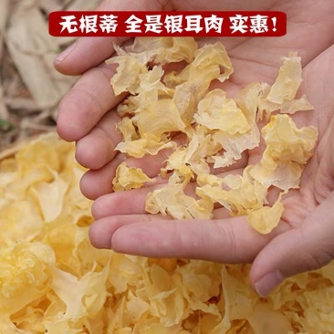新鲜本色银耳碎规格多样种类多样场地直发质量保证