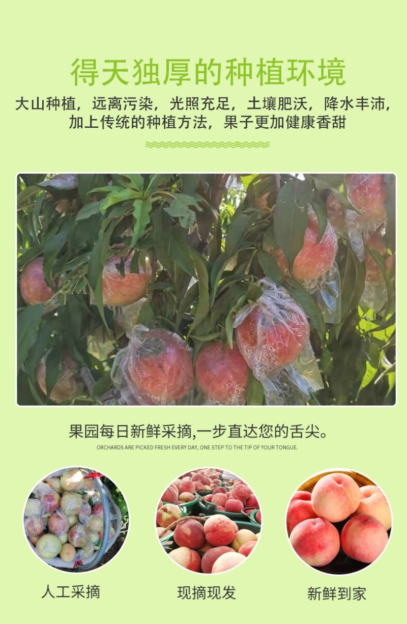 唐山水蜜桃桃应季新鲜水果多汁水果