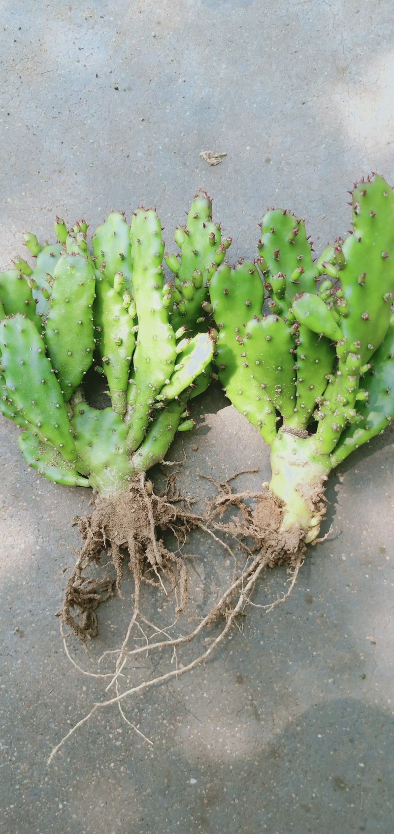 千手观音盆栽植物室内阳台绿植花卉仙人掌类千佛手多肉批发