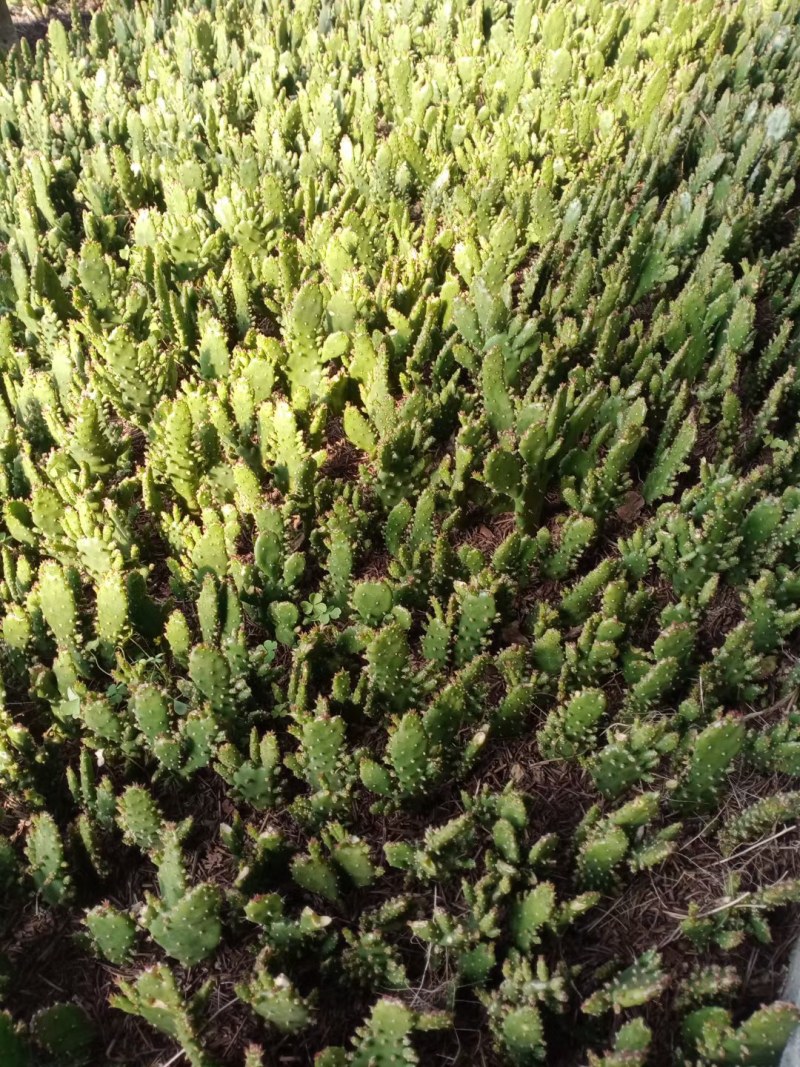 千手观音盆栽植物室内阳台绿植花卉仙人掌类千佛手多肉批发