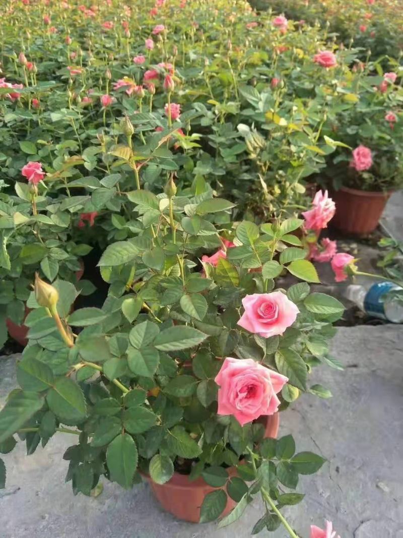 月季/月季树苗/花卉盆景/观花植物/原生态苗木/林木树苗