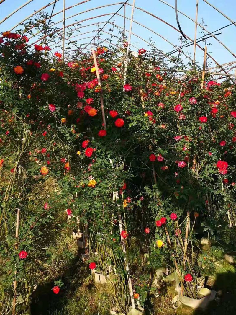 月季/月季树苗/花卉盆景/观花植物/原生态苗木/林木树苗