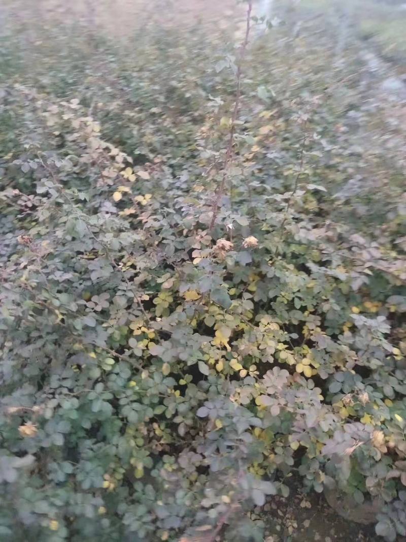 月季/月季树苗/花卉盆景/观花植物/原生态苗木/林木树苗