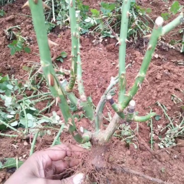 月季/月季树苗/花卉盆景/观花植物/原生态苗木/林木树苗
