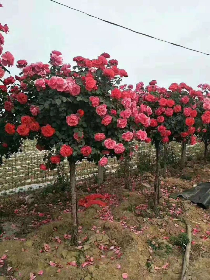 月季/月季树苗/花卉盆景/观花植物/原生态苗木/林木树苗