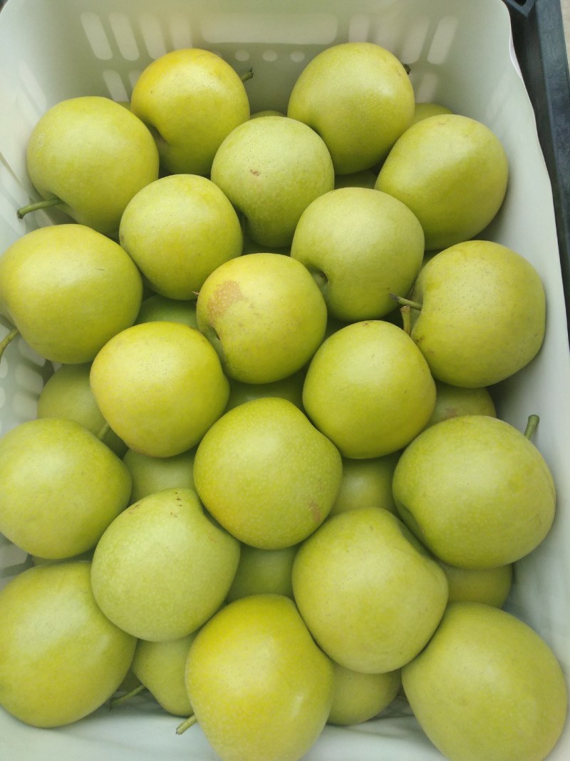 翠冠梨，300~500g，纸袋6两以上大上市货源充足