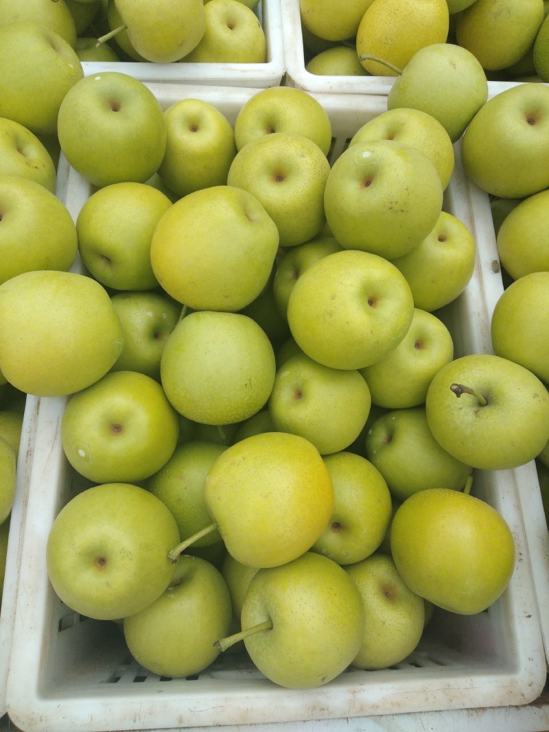 翠冠梨，300~500g，纸袋6两以上大上市货源充足