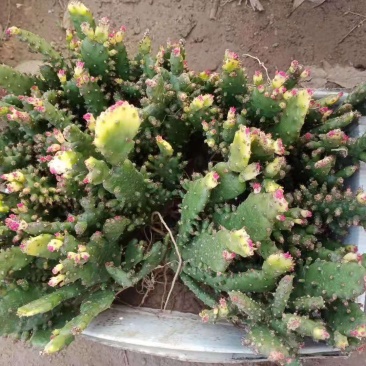 千手观音盆栽植物室内阳台绿植花卉山东仙人掌苗类千佛手多肉