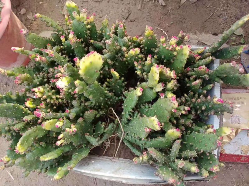 千手观音盆栽植物室内阳台绿植花卉山东仙人掌苗类千佛手多肉