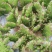 千手观音盆栽植物室内阳台绿植花卉山东仙人掌苗类千佛手多肉
