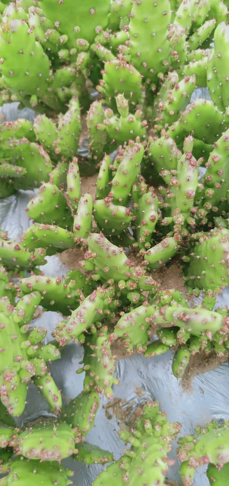 千手观音盆栽植物室内阳台绿植花卉山东仙人掌苗类千佛手多肉