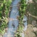千手观音盆栽植物室内阳台绿植花卉山东仙人掌苗类千佛手多肉