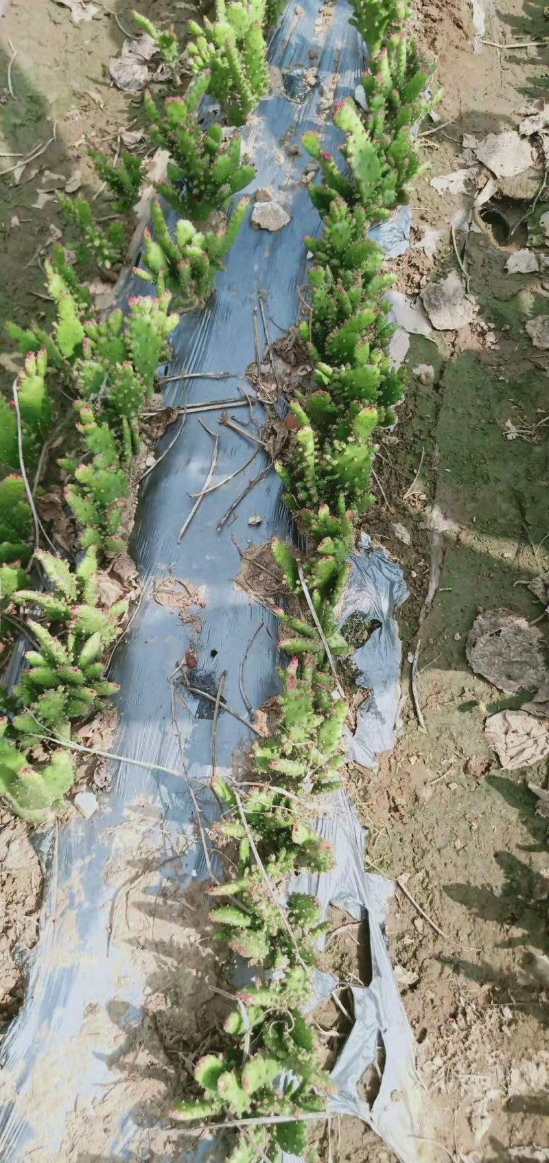 千手观音盆栽植物室内阳台绿植花卉山东仙人掌苗类千佛手多肉