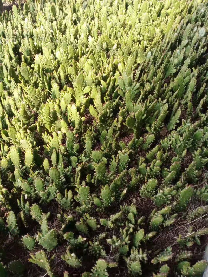 千手观音盆栽植物室内阳台绿植花卉山东仙人掌苗类千佛手多肉
