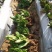 千手观音盆栽植物室内阳台绿植花卉山东仙人掌苗类千佛手多肉