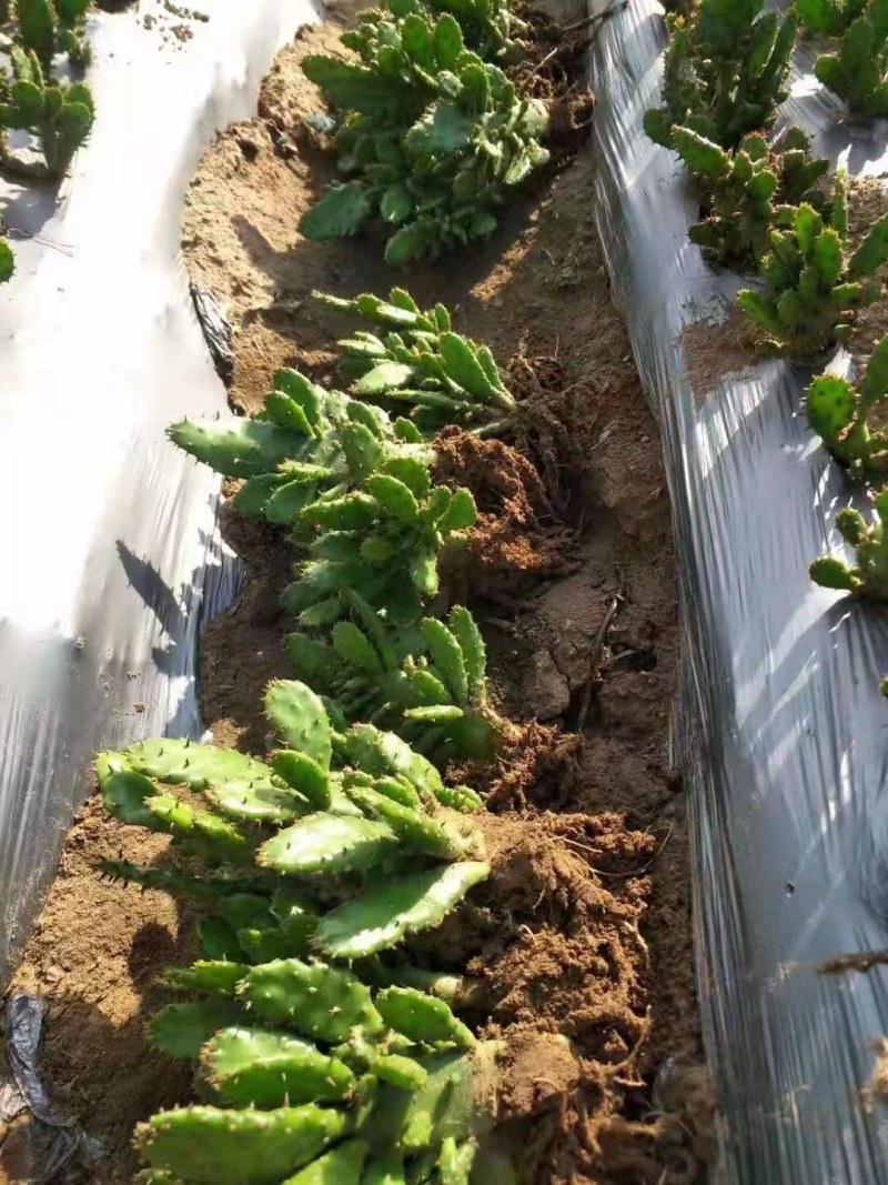 千手观音盆栽植物室内阳台绿植花卉山东仙人掌苗类千佛手多肉