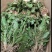 千手观音盆栽植物室内阳台绿植花卉山东仙人掌苗类千佛手多肉
